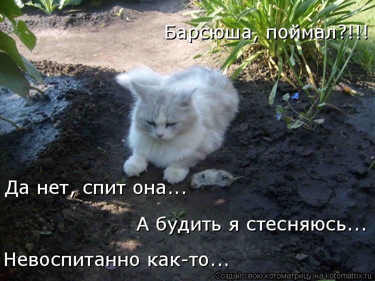 Барсюша, поймал?!!! Да нет, спит она... А будить я стесняюсь... Невоспитанно как-то...... Котоматрица: Барсюша, поймал?!!! Да нет, спит она... А будить я стесняюсь... Невоспитанно как-то...