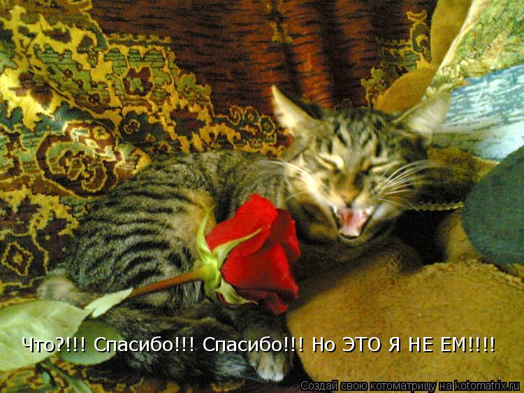 Что?!!! Спасибо!!! Спасибо!!! Но ЭТО Я НЕ ЕМ!!!!... Котоматрица: Что?!!! Спасибо!!! Спасибо!!! Но ЭТО Я НЕ ЕМ!!!!