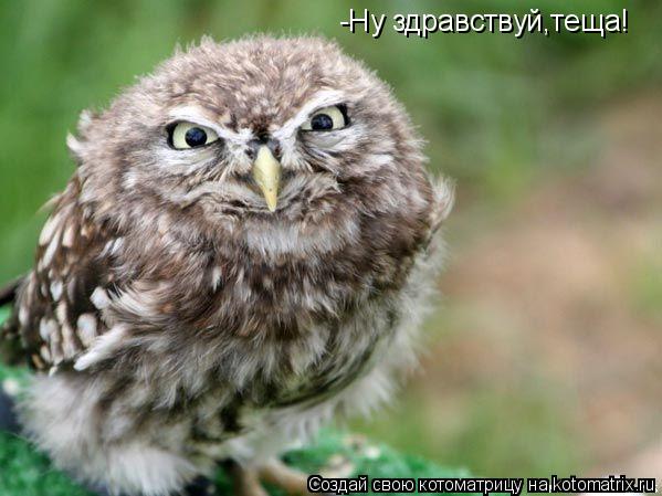 -Ну здравствуй,теща!... Котоматрица: -Ну здравствуй,теща!