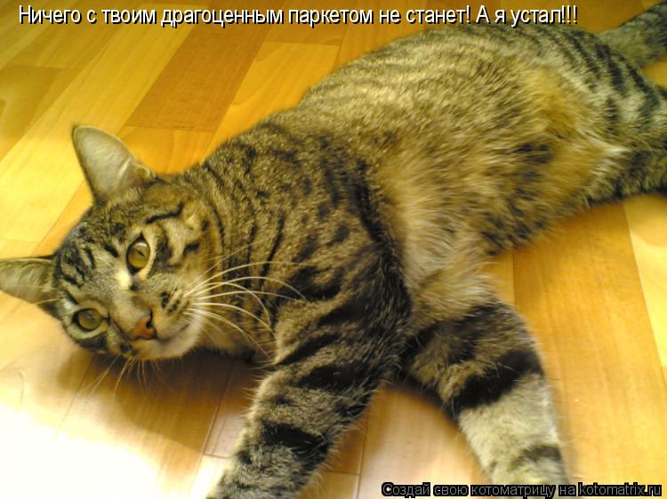 Ничего с твоим драгоценным паркетом не станет! А я устал!!!... Котоматрица: Ничего с твоим драгоценным паркетом не станет! А я устал!!!