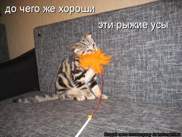 до чего же хороши эти рыжие усы... Котоматрица: до чего же хороши эти рыжие усы