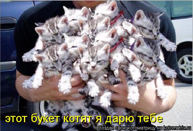 этот букет котят я дарю тебе... Котоматрица: этот букет котят я дарю тебе