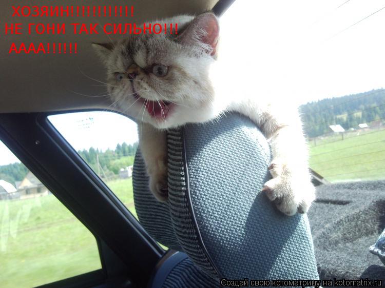 ХОЗЯИН!!!!!!!!!!!! НЕ ГОНИ ТАК СИЛЬНО!!! АААА!!!!!!... Котоматрица: ХОЗЯИН!!!!!!!!!!!! НЕ ГОНИ ТАК СИЛЬНО!!! АААА!!!!!!