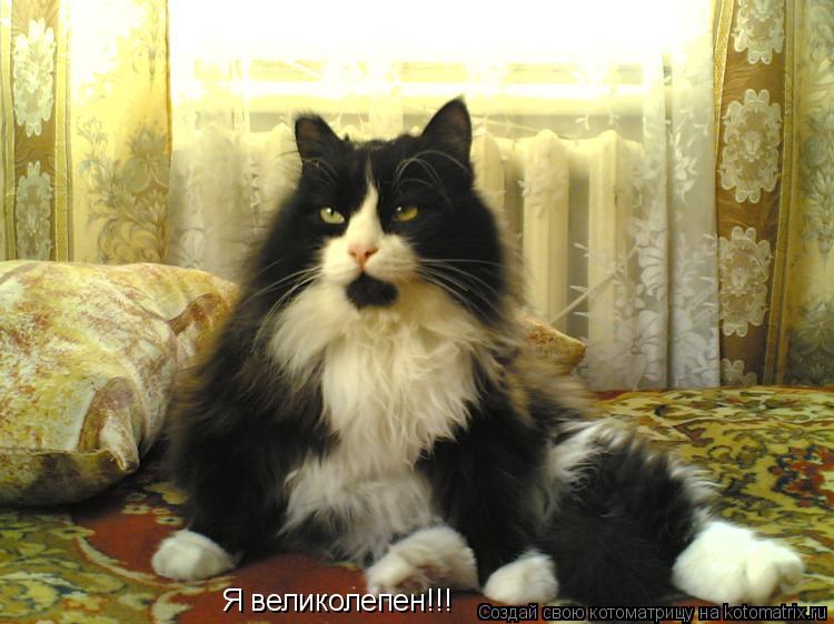 Я великолепен!!!... Котоматрица: Я великолепен!!!