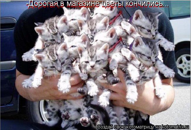 -Дорогая,в магазине цветы кончились... -Дорогая,в магазине цветы кончились...... Котоматрица: -Дорогая,в магазине цветы кончились... -Дорогая,в магазине цветы кончились...