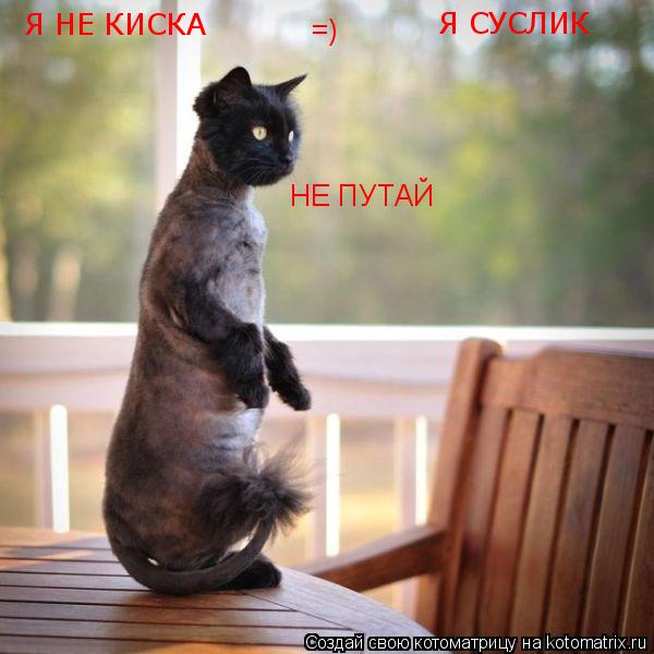 Я НЕ КИСКА Я СУСЛИК НЕ ПУТАЙ =)... Котоматрица: Я НЕ КИСКА Я СУСЛИК НЕ ПУТАЙ =)