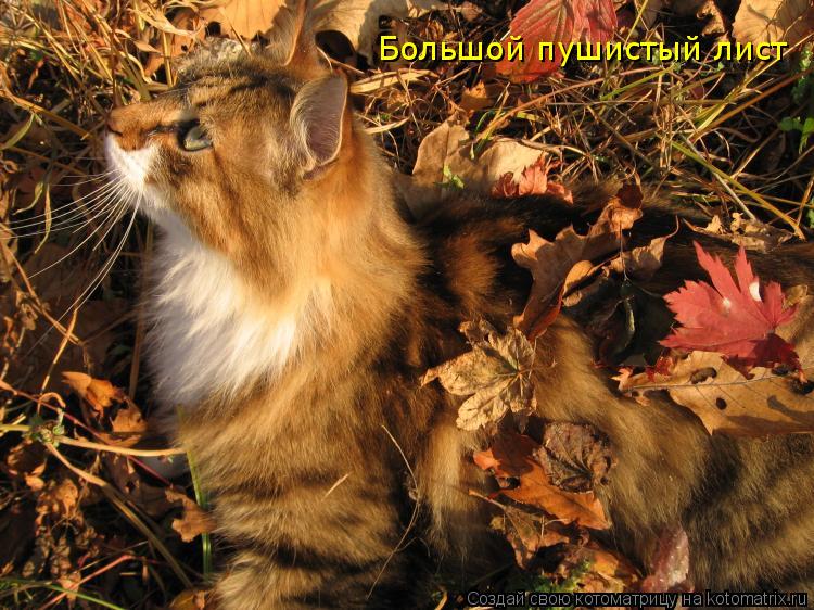 Большой пушистый лист... Котоматрица: Большой пушистый лист