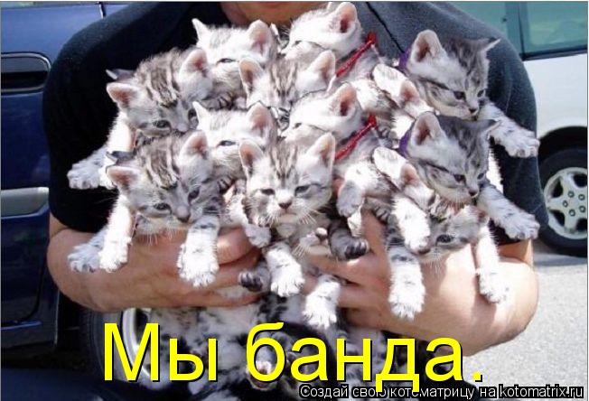 Мы банда.... Котоматрица: Мы банда.