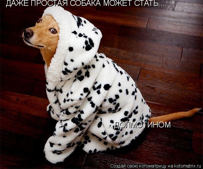 ДАЖЕ ПРОСТАЯ СОБАКА МОЖЕТ СТАТЬ... ...ДОЛМОТИНОМ... Котоматрица: ДАЖЕ ПРОСТАЯ СОБАКА МОЖЕТ СТАТЬ... ...ДОЛМОТИНОМ