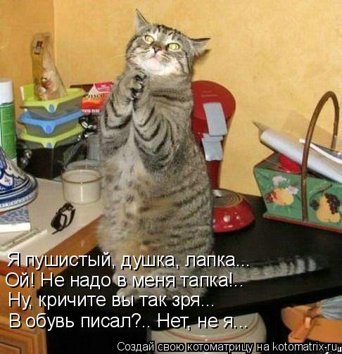 Я пушистый, душка, лапка... Ой! Не надо в меня тапка!.. Ну, кричите вы так зря... В обувь писал?.. Не... Котоматрица: Я пушистый, душка, лапка... Ой! Не надо в меня тапка!.. Ну, кричите вы так зря... В обувь писал?.. Нет, не я...