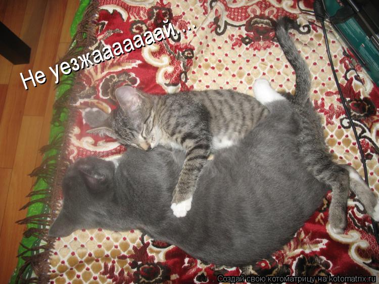 Не уезжааааааай....... Котоматрица: Не уезжааааааай....