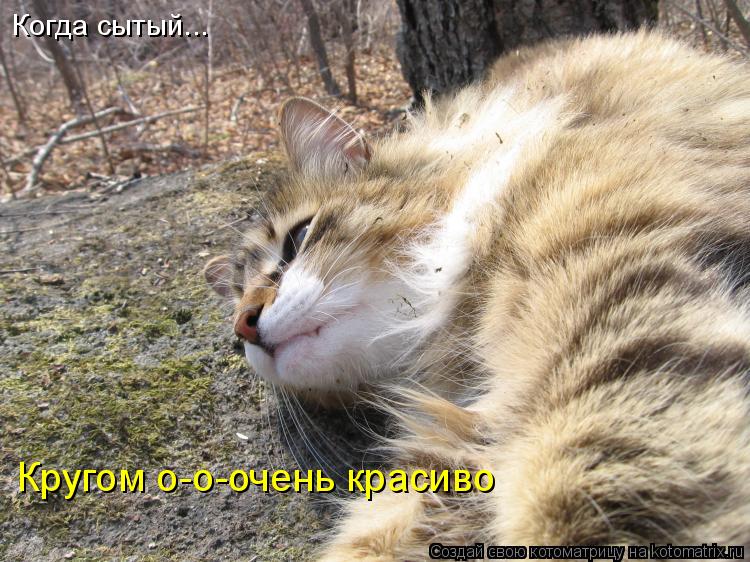 Когда сытый... Кругом о-о-очень красиво... Котоматрица: Когда сытый... Кругом о-о-очень красиво