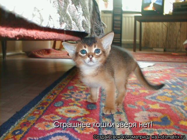 Страшнее кошки зверя нет!... Котоматрица: Страшнее кошки зверя нет!