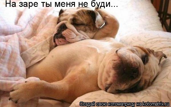 Котоматрица: На заре ты меня не буди...
