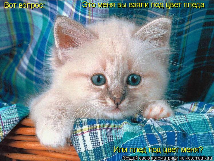 Вот вопрос: Это меня вы взяли под цвет пледа Или плед под цвет меня?... Котоматрица: Вот вопрос: Это меня вы взяли под цвет пледа Или плед под цвет меня?