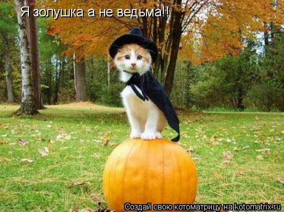 Я золушка а не ведьма!!... Котоматрица: Я золушка а не ведьма!!