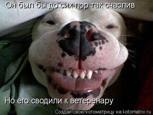 Он был бы до сих пор так счаслив Но его сводили к ветеренару... Котоматрица: Он был бы до сих пор так счаслив Но его сводили к ветеренару