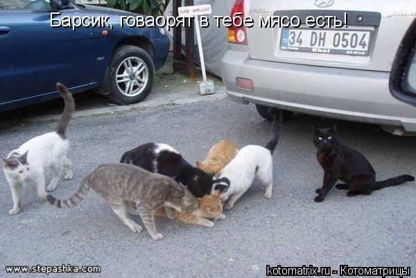 Барсик, говаорят в тебе мясо есть!... Котоматрица: Барсик, говаорят в тебе мясо есть!