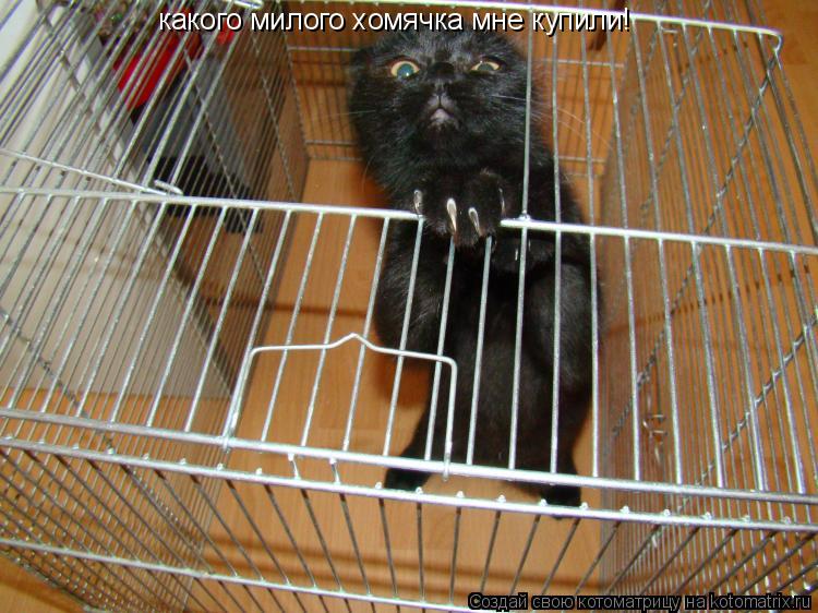 какого милого хомячка мне купили!... Котоматрица: какого милого хомячка мне купили!