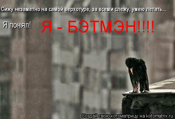 Сижу незаметно на самой верхотуре, за всеми слежу, умею летать... Я понял! Я - БЭТМЭН!!!!... Котоматрица: Сижу незаметно на самой верхотуре, за всеми слежу, умею летать... Я понял! Я - БЭТМЭН!!!!
