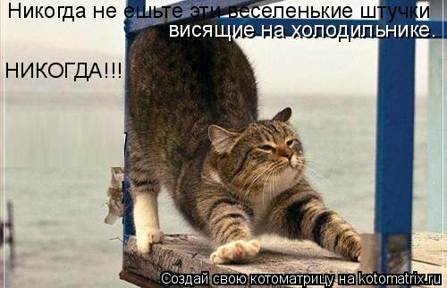 Никогда не ешьте эти веселенькие штучки висящие на холодильнике. НИКОГДА!!!... Котоматрица: Никогда не ешьте эти веселенькие штучки висящие на холодильнике. НИКОГДА!!!