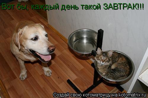 Вот бы, каждый день такой ЗАВТРАК!!!... Котоматрица: Вот бы, каждый день такой ЗАВТРАК!!!