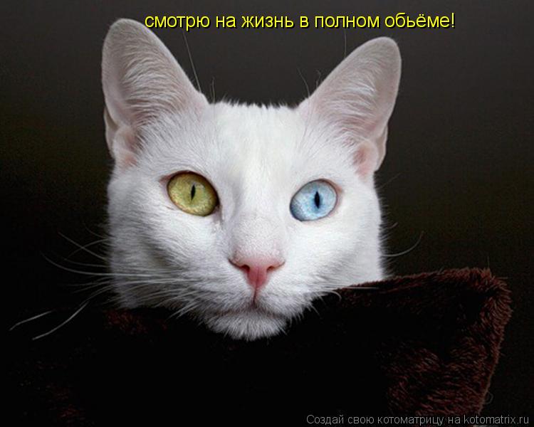 смотрю на жизнь в полном обьёме!... Котоматрица: смотрю на жизнь в полном обьёме!