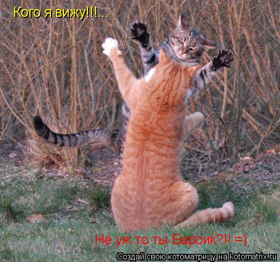 Кого я вижу!!!... Не уж то ты Барсик?!! =)... Котоматрица: Кого я вижу!!!... Не уж то ты Барсик?!! =)