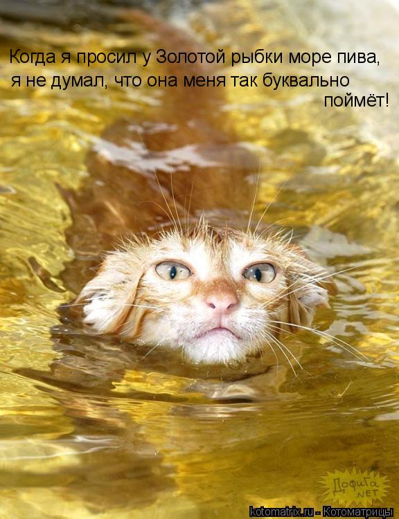 Когда я просил у Золотой рыбки море пива, я не думал, что она меня так буквально поймёт!... Котоматрица: Когда я просил у Золотой рыбки море пива, я не думал, что она меня так буквально поймёт!
