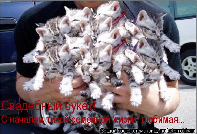 Свадебный букет! С началом тихой семейной жизни, любимая...... Котоматрица: Свадебный букет! С началом тихой семейной жизни, любимая...