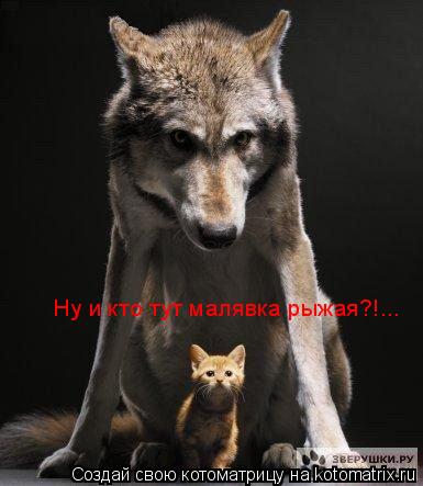 Ну и кто тут малявка рыжая?!...... Котоматрица: Ну и кто тут малявка рыжая?!...