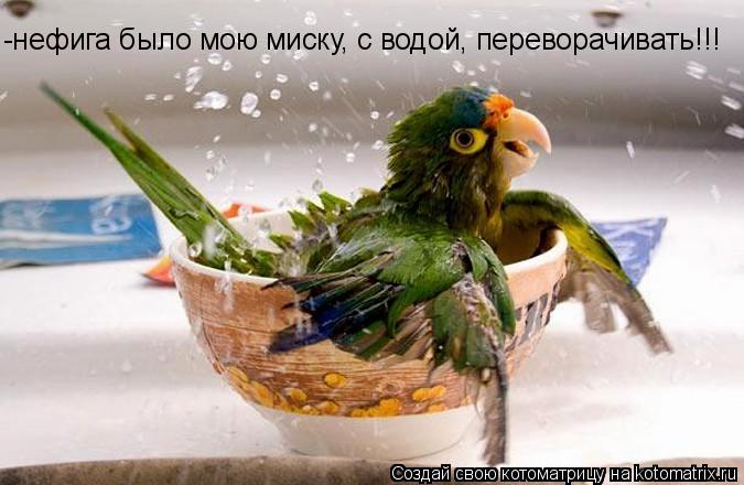 -нефига было мою миску, с водой, переворачивать!!!... Котоматрица: -нефига было мою миску, с водой, переворачивать!!!