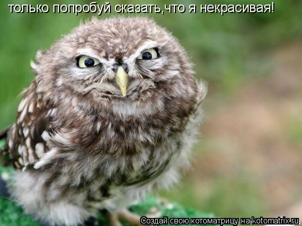 только попробуй сказать,что я некрасивая!... Котоматрица: только попробуй сказать,что я некрасивая!