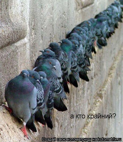 а кто крайний?... Котоматрица: а кто крайний?