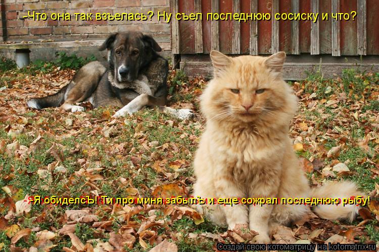 -Что она так взъелась? Ну съел последнюю сосиску и что? -Я обиделсЪ! Ти про миня забылЪ и еще сожрал ... Котоматрица: -Что она так взъелась? Ну съел последнюю сосиску и что? -Я обиделсЪ! Ти про миня забылЪ и еще сожрал последнюю рыбу! -Я обиделсЪ! Ти про миня за