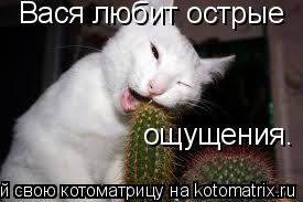 Вася любит острые ощущения.... Котоматрица: Вася любит острые ощущения.