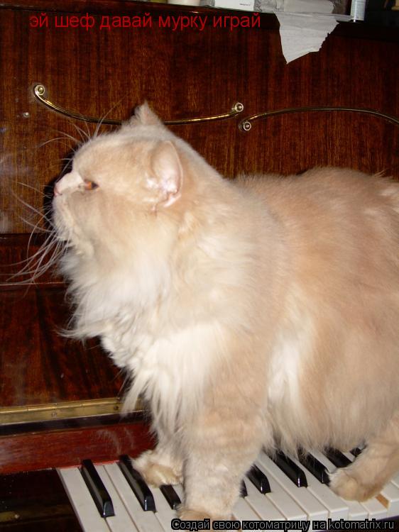 эй шеф давай мурку играй... Котоматрица: эй шеф давай мурку играй