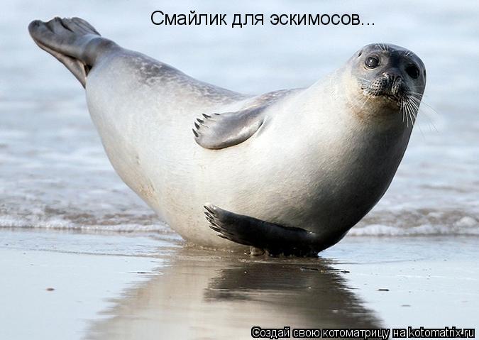 Смайлик для эскимосов...... Котоматрица: Смайлик для эскимосов...