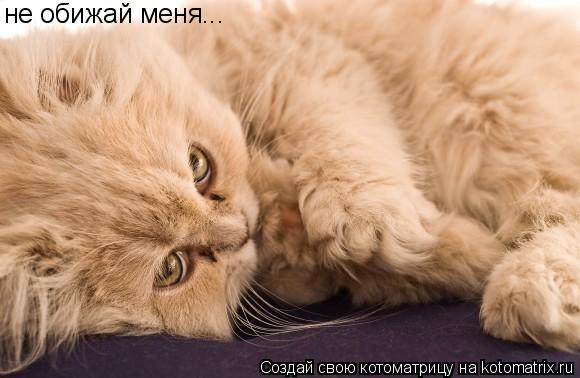 не обижай меня...... Котоматрица: не обижай меня...