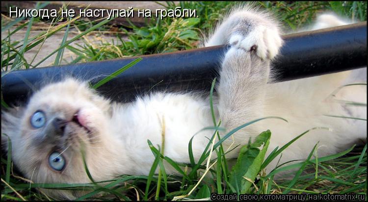 Никогда не наступай на грабли.... Котоматрица: Никогда не наступай на грабли.
