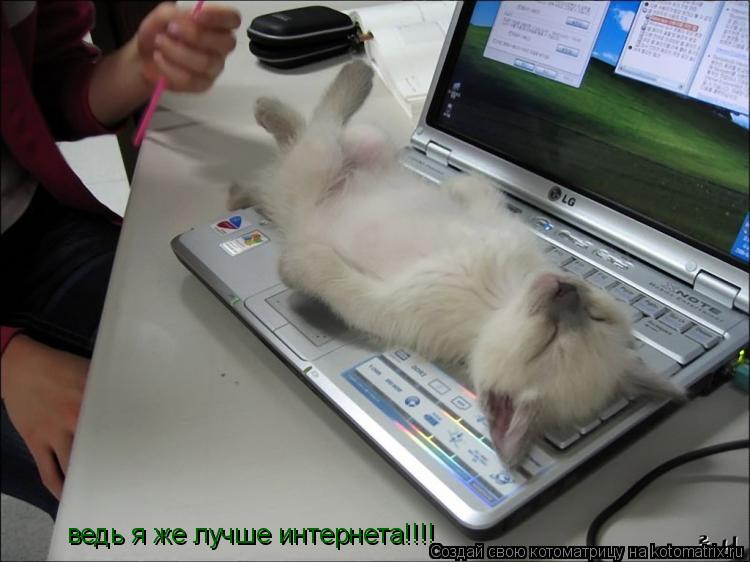 ведь я же лучше интернета!!!!... Котоматрица: ведь я же лучше интернета!!!!