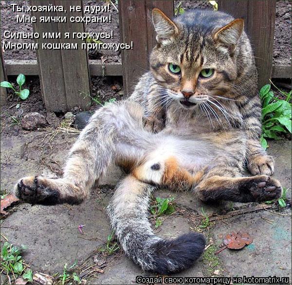 Ты,хозяйка, не дури! Мне яички сохрани! Сильно ими я горжусь! Многим кошкам пригожусь!... Котоматрица: Ты,хозяйка, не дури! Мне яички сохрани! Сильно ими я горжусь! Многим кошкам пригожусь!