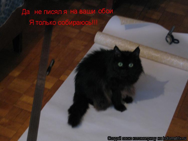 Да не писял я на ваши обои Я только собираюсь!!!... Котоматрица: Да не писял я на ваши обои Я только собираюсь!!!