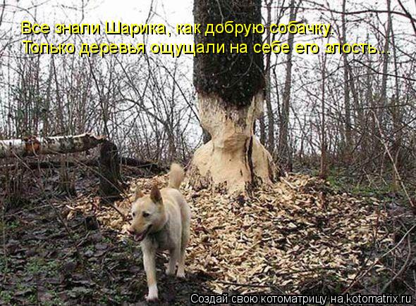 Все знали Шарика, как добрую собачку. Только деревья ощущали на себе его злость...... Котоматрица: Все знали Шарика, как добрую собачку. Только деревья ощущали на себе его злость...