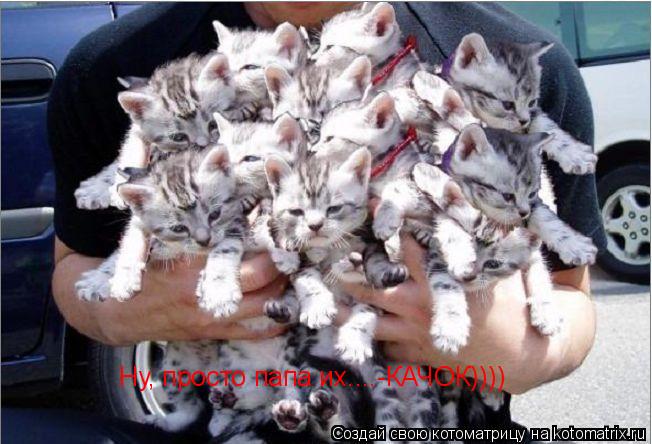 Ну, просто папа их....-КАЧОК))))... Котоматрица: Ну, просто папа их....-КАЧОК))))