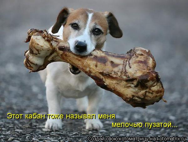 Этот кабан тоже называл меня мелочью пузатой...... Котоматрица: Этот кабан тоже называл меня мелочью пузатой...