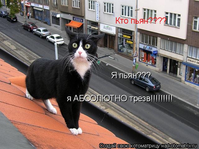 Кто пьян???? Я пьян??? я АБСОЛЮТНО трезв!!!!!!!!!... Котоматрица: Кто пьян???? Я пьян??? я АБСОЛЮТНО трезв!!!!!!!!!