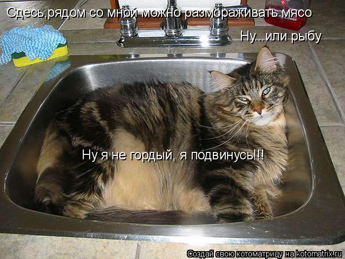 Сдесь,рядом со мной можно размораживать мясо Ну...или рыбу Ну я не гордый, я подвинусь!!!... Котоматрица: Сдесь,рядом со мной можно размораживать мясо Ну...или рыбу Ну я не гордый, я подвинусь!!!