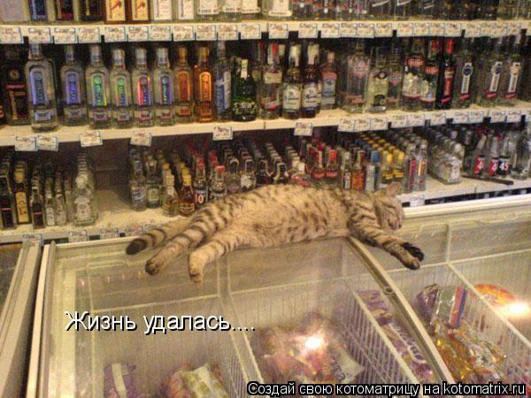 Жизнь удалась....... Котоматрица: Жизнь удалась....