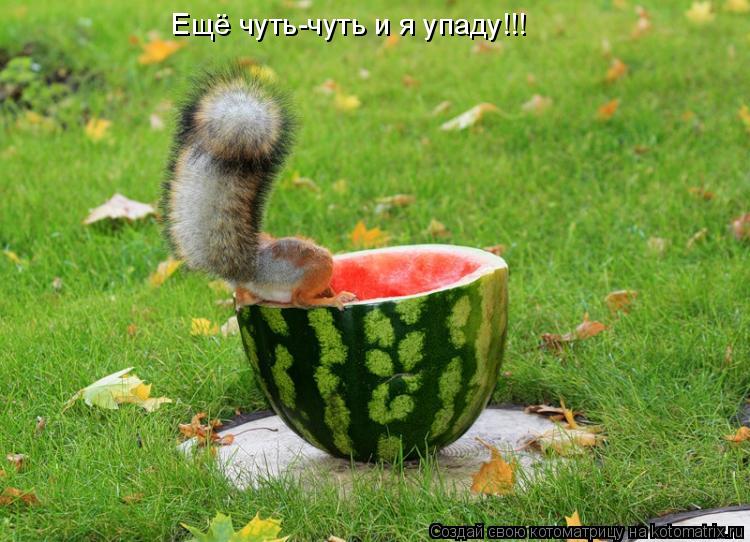 Ещё чуть-чуть и я упаду!!!... Котоматрица: Ещё чуть-чуть и я упаду!!!